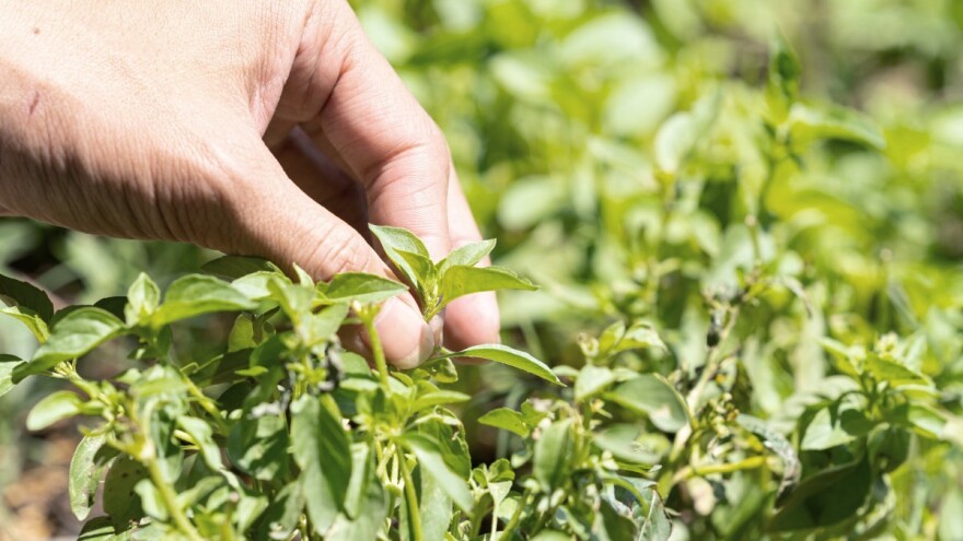 U origanu listovi masline - na kojim se začinima najviše vara?