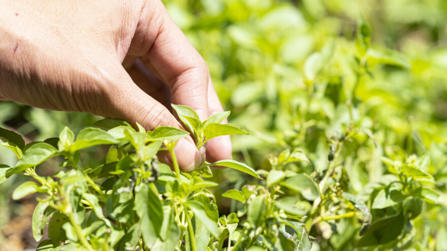 U origanu listovi masline - na kojim se začinima najviše vara?