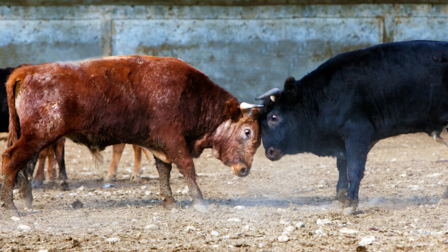 Ljudi bježali od bikova, auta naletjela na krave - vlasnica goveda uhapšena