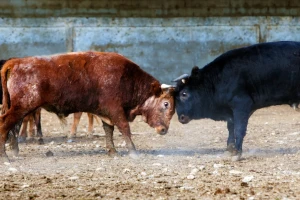 Ljudi bježali od bikova, auti naletjeli na krave - vlasnica goveda uhićena