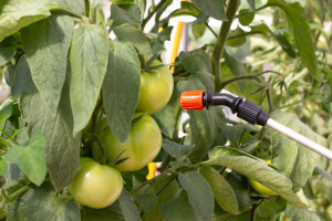 Sintetičke pesticide mogu zamijeniti bakterije i nematode