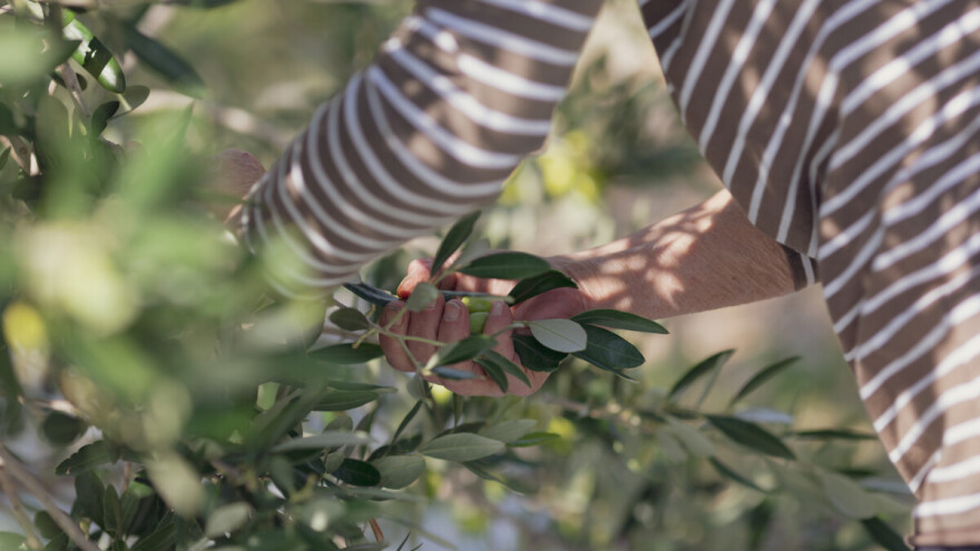 I maslinari traže sastanak s ministrom: Gdje su potpore i koliko ćemo uopće dobiti?