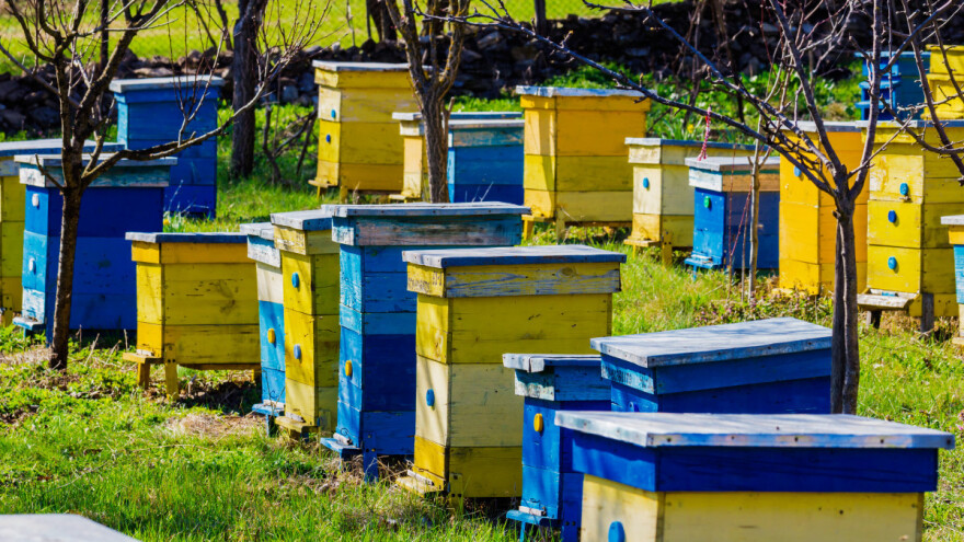 Malo pčelara koristi bio i nano tehnolgiju - kako zaštititi i obojiti košnice?