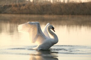 Ptičja gripa potvrđena u tri županije