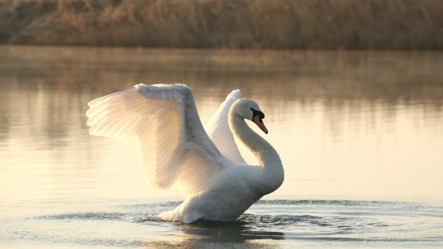 Ptičja gripa potvrđena u tri županije