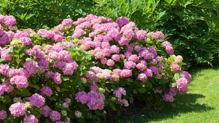 Postignite punu dekorativnost i bujnost grmlja, živica i ukrasnog bilja