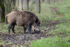 Utvrđena naknada za odstrel divljih svinja