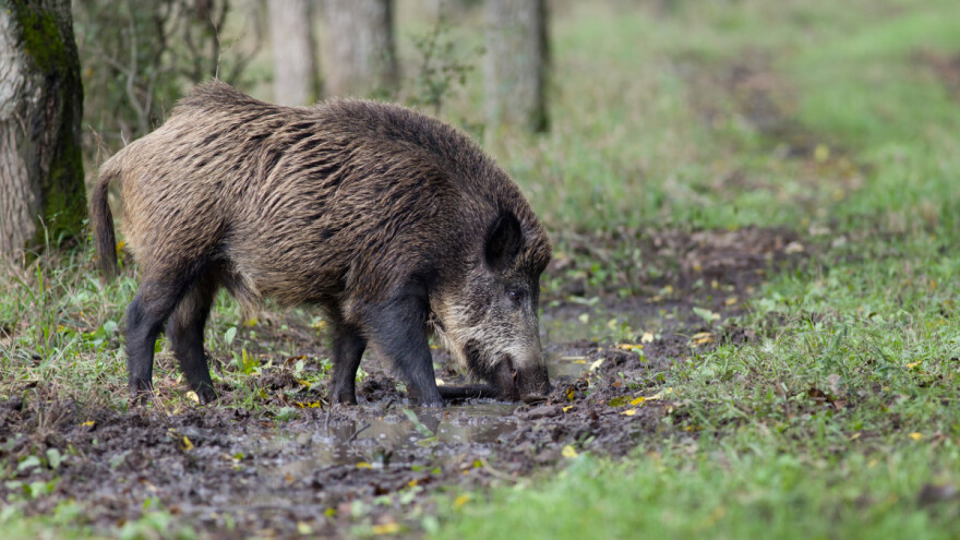 Afrička kuga u Vršcu - sumnja se da je uginula divlja svinja stigla iz Rumunije