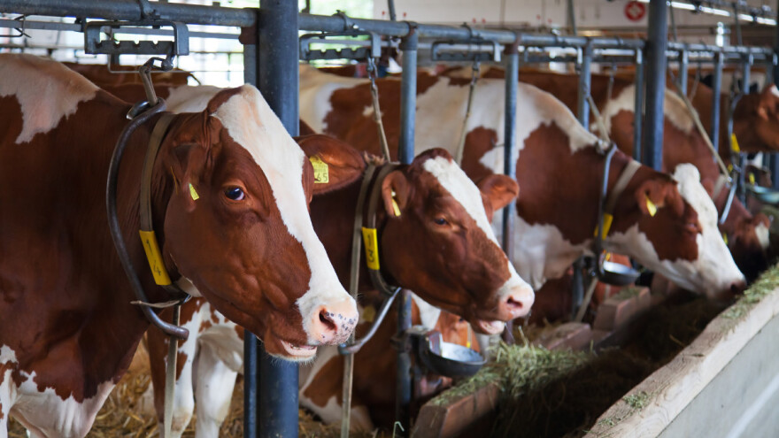 Kako goveda vide, koliko spavaju i kojom brzinom mogu trčati?