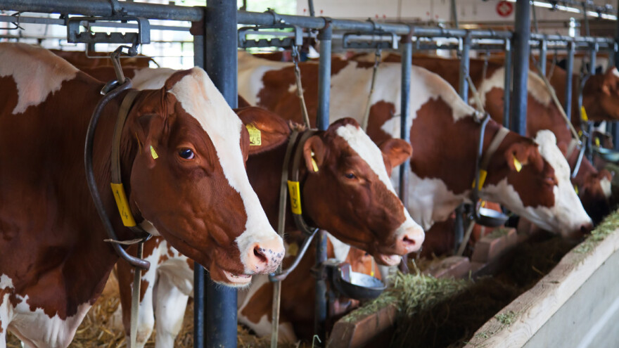 Kako goveda vide, koliko spavaju i kojom brzinom mogu trčati?
