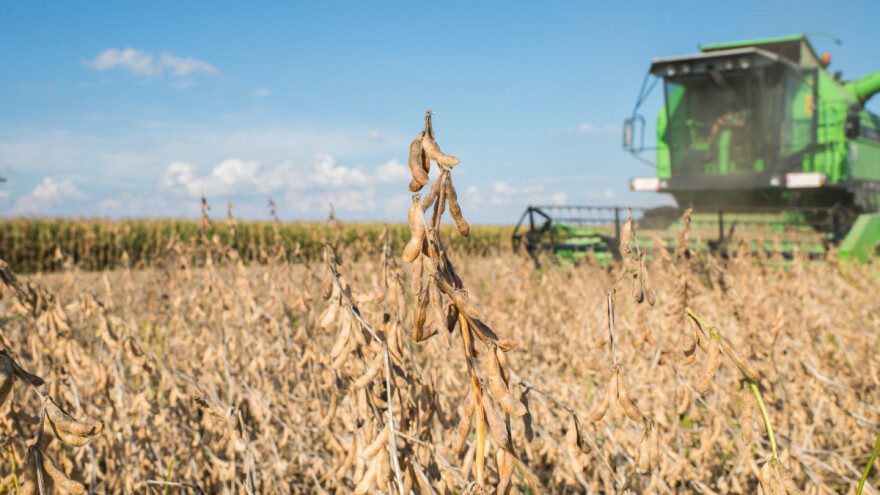 Bliži se žetva soje, na šta obratiti pažnju da se smanje gubici?
