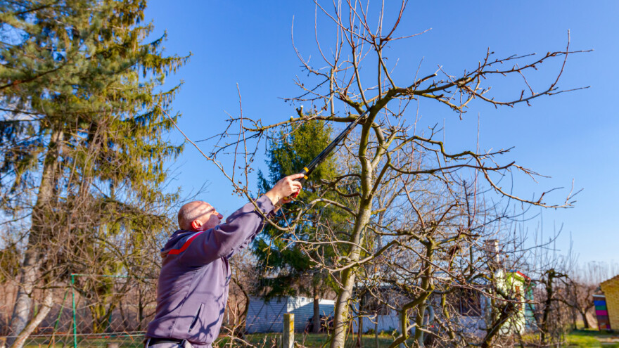 Na kojim voćnim vrstama se skraćuje centralna grana?