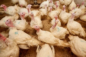 Ptičji grip ponovo izbio u Mađarskoj - farme sa zaraženom živinom i u blizini Srbije