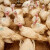 Ptičji grip ponovo izbio u Mađarskoj - farme sa zaraženom živinom i u blizini Srbije