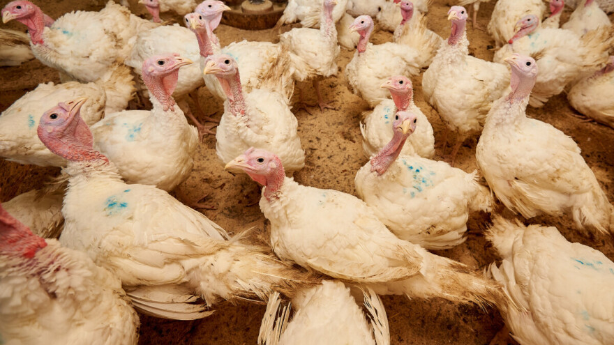 Ptičji grip ponovo izbio u Mađarskoj - farme sa zaraženom živinom i u blizini Srbije