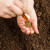 Kako obaviti setvu sitnog semena?