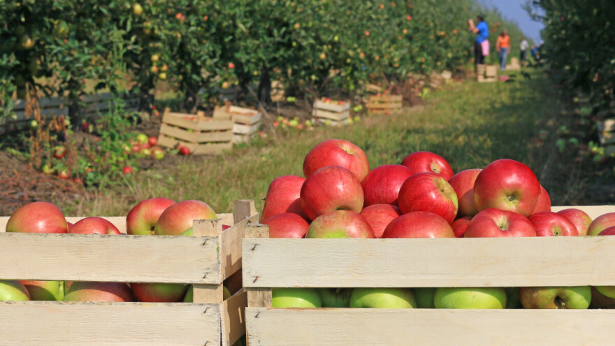 Kako naplatiti neobrano voće?!