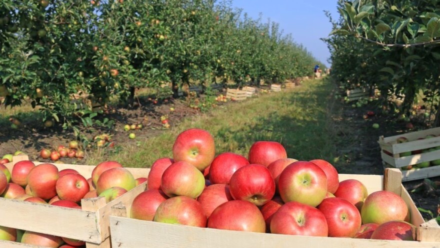 Oporavlja se tržište industrijske jabuke i soka