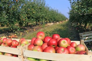 Oporavlja se tržište industrijske jabuke i soka