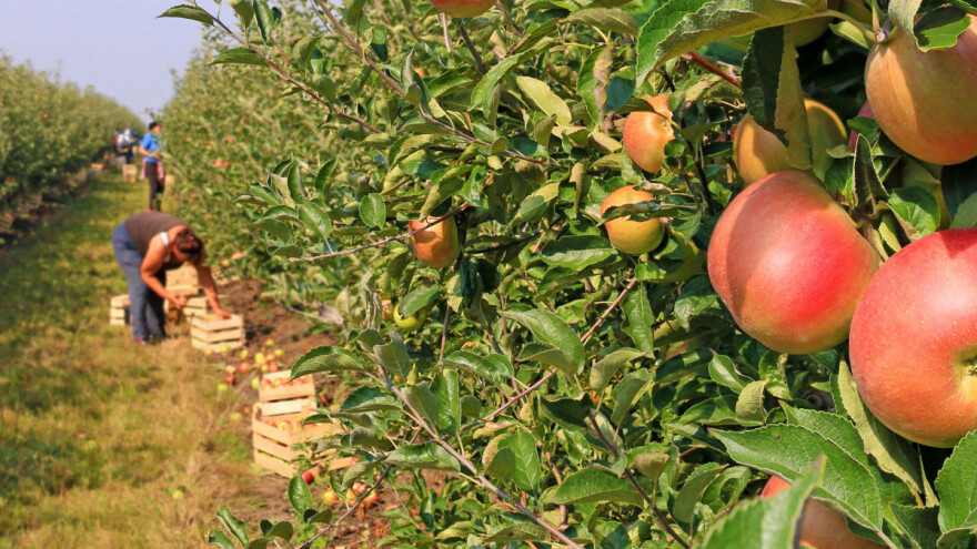 Kako doći do posla u berbi, a kako do radnika?