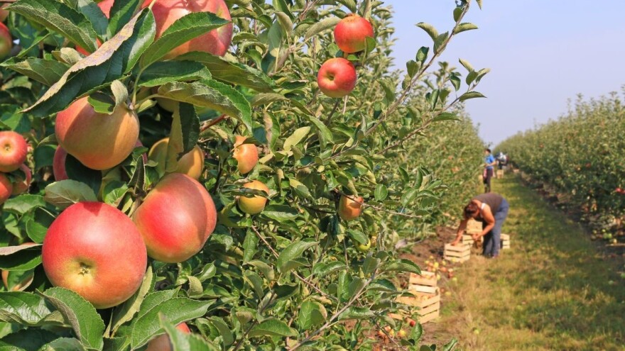 Država će do kraja godine sa 367 miliona podržati do 60 zadruga