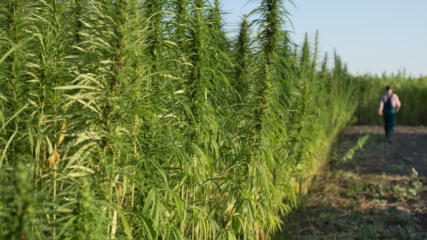 Konoplja čisti zemlju od teških metala - zato treba biti oprezan