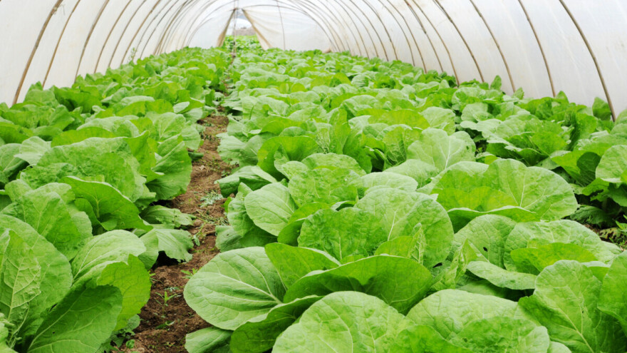 Ministarstvo poljoprivrede RS povećalo podsticaje za organsku proizvodnju