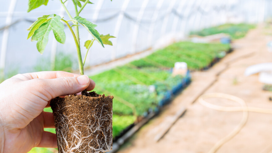 Nematoda korijenskih kvržica označena statusom karantina u EU