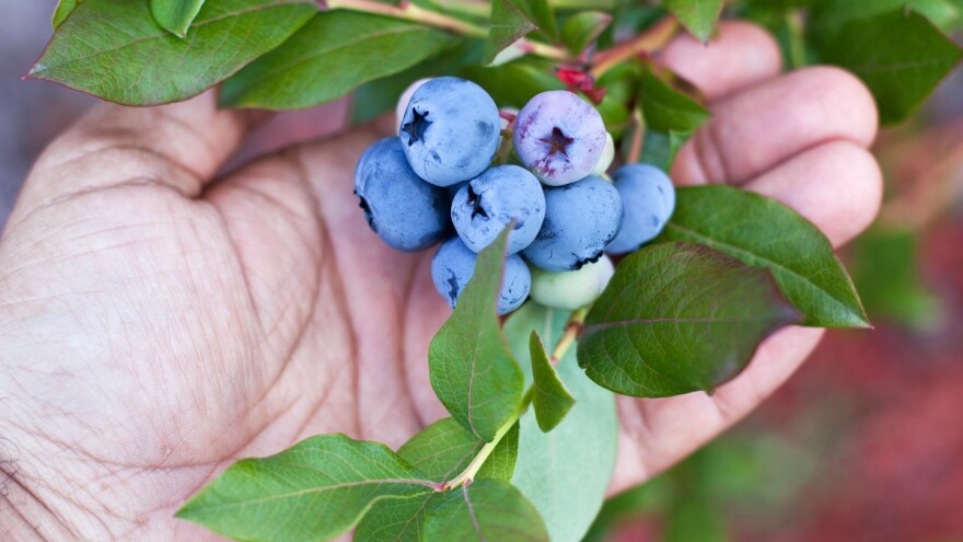Domaća borovnica zahtjeva duboka, plodna tla, a selekcijom utičite na rodnost i bujnost