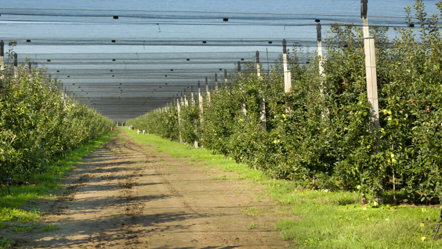 Otjerajte ptice iz voćnjaka bezopasnim metodama