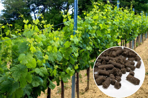 Poboljšajte kvalitetu tla u masliniku i vinogradu peletiranim eko gnojivima
