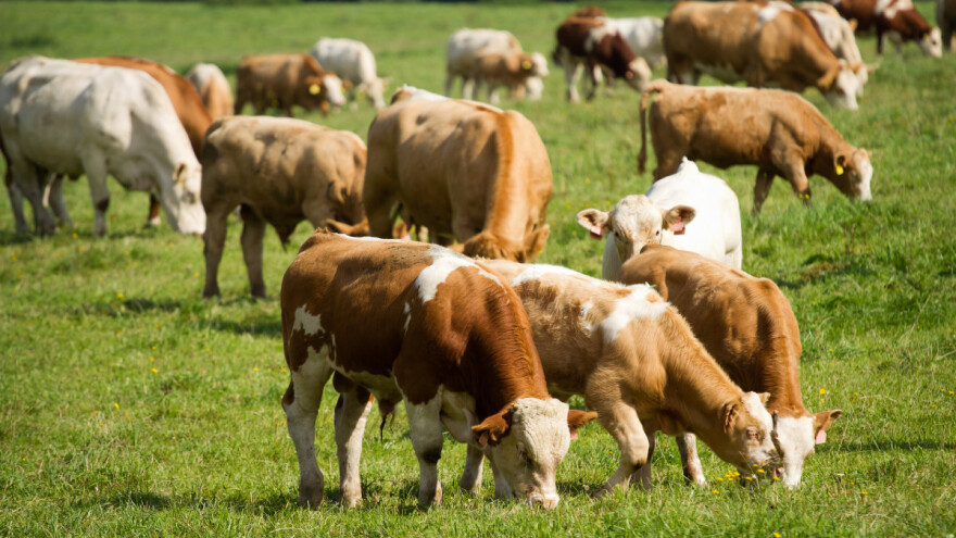 Tolerancija na toplotni stres: U Itaiji uveden indeks za sve bikove