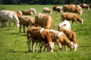 Pašalić: Zagarantovana cijena od 3,9 KM za kilogram žive vage