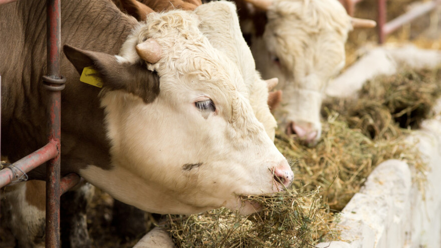 Može li tržište ponuditi nešto staro kao novo - meso volova?