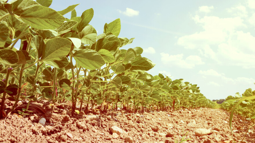 Kad je pravi trenutak za tretiranje soje protiv korova?