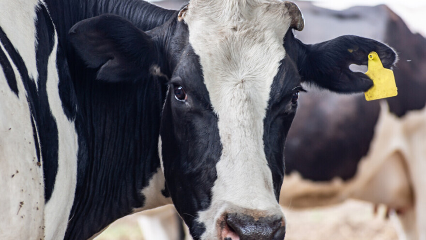 Kravlje ludilo otkriveno u Škotskoj