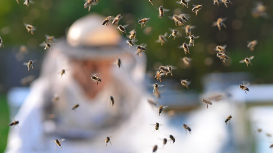Usvoji pčelu, dupina, risa, stablo, klupu - i učini nešto dobro za prirodu