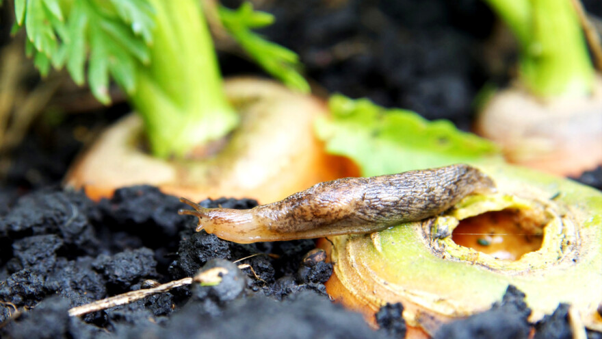 Staze kuda se puževi kreću zalijte toplom vodom i napravite im prepreku od granja