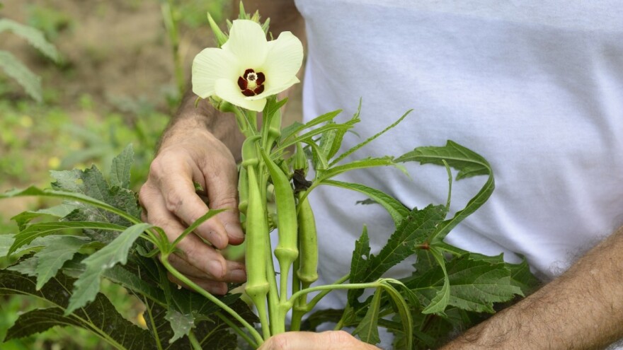 Bamiji je potrebna toplota, dosta hraniva i dovoljno mesta