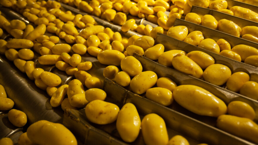 Prerada 100 posto hrvatskog krumpira: Otvoreno novo skladište, povećan i uzgoj