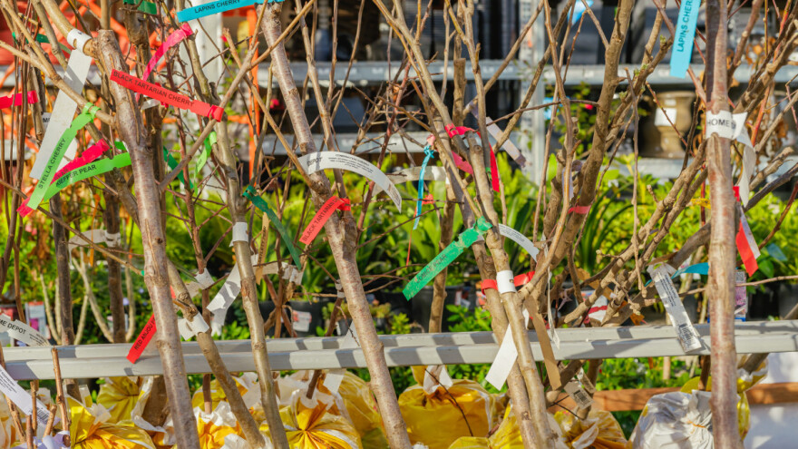 Prolećna sadnja voćki: Prvo napravite dobar plan