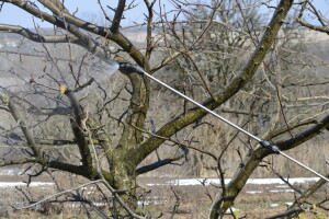 Toplo vrijeme izazvalo bubrenje pupova - na vrijeme obavite zimsko prskanje