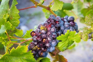 Klopkama rešite problem osa i stršljena u vinogradu