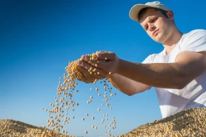 Cena soje u odnosu na prošlu godinu viša za 21,5 odsto