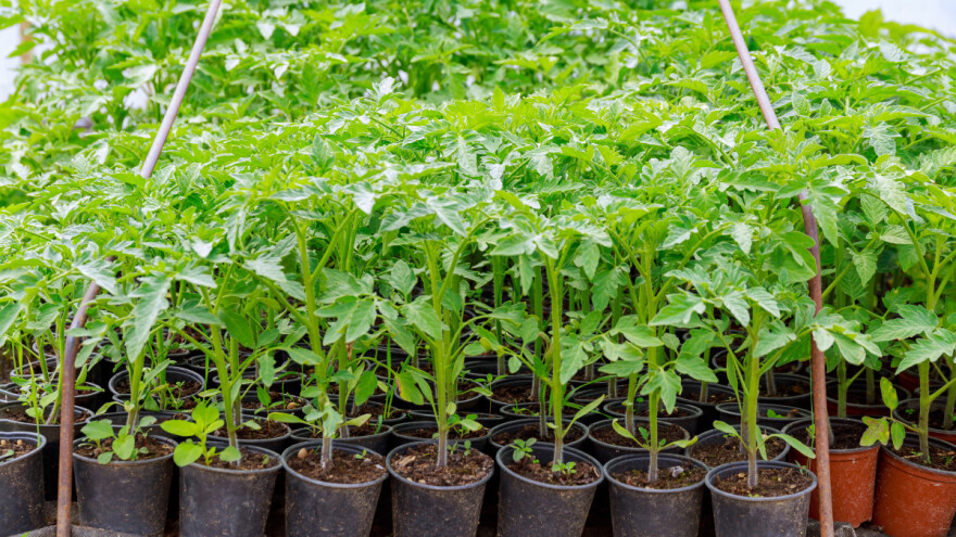 Poslije hladnoće potrebno je oporaviti i zaštititi presadnice