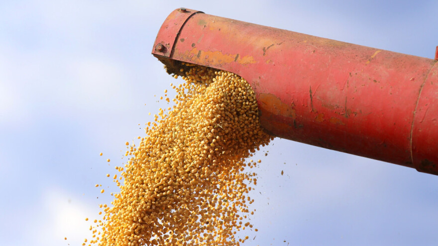 Cijene žitarica i uljarica ostat će visoke uz rekordne razine potražnje - prognozira Corteva