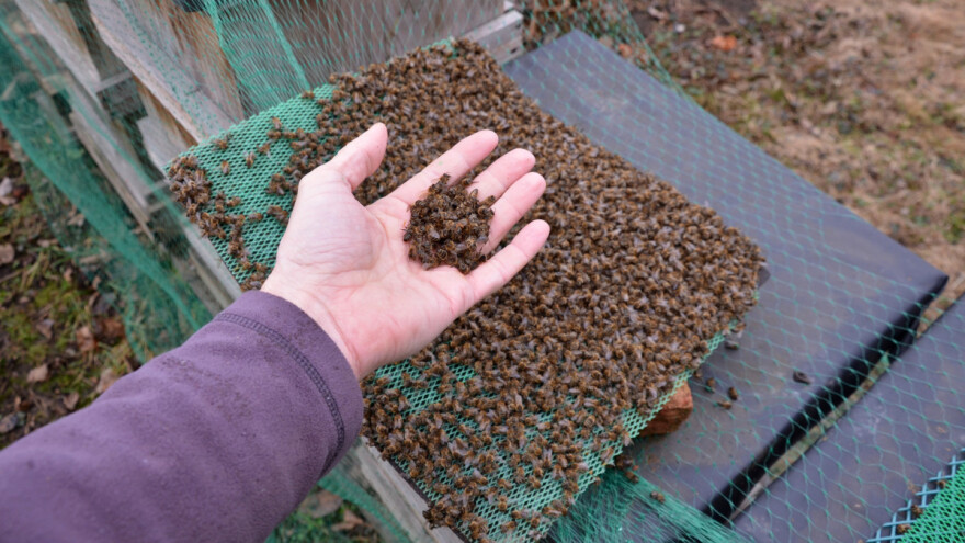 Imali ste pomor pčela? Predajte zahtjev za potporu za saniranje štete