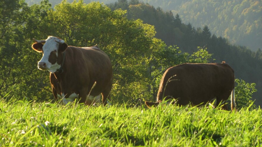 Utajio tuđu kravu pa je potom označio markicama svoje uginule stoke