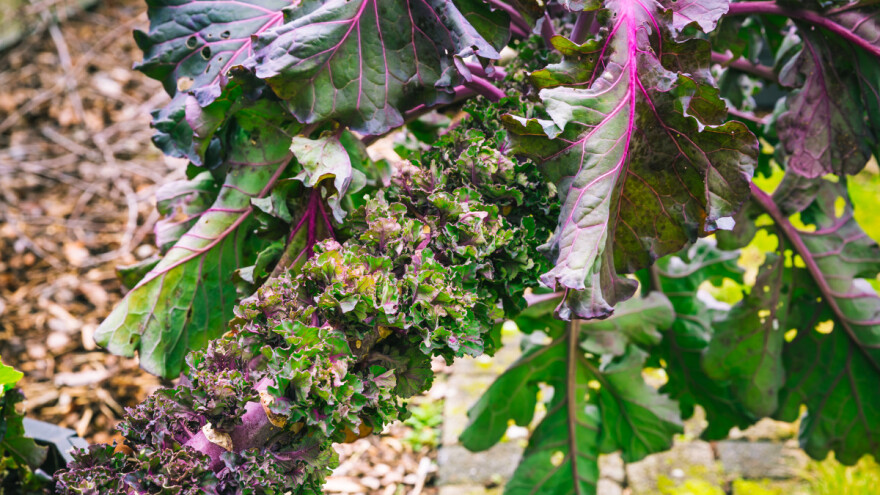 Kalete - novo povrće ukusa boljeg od brokolija i kelja