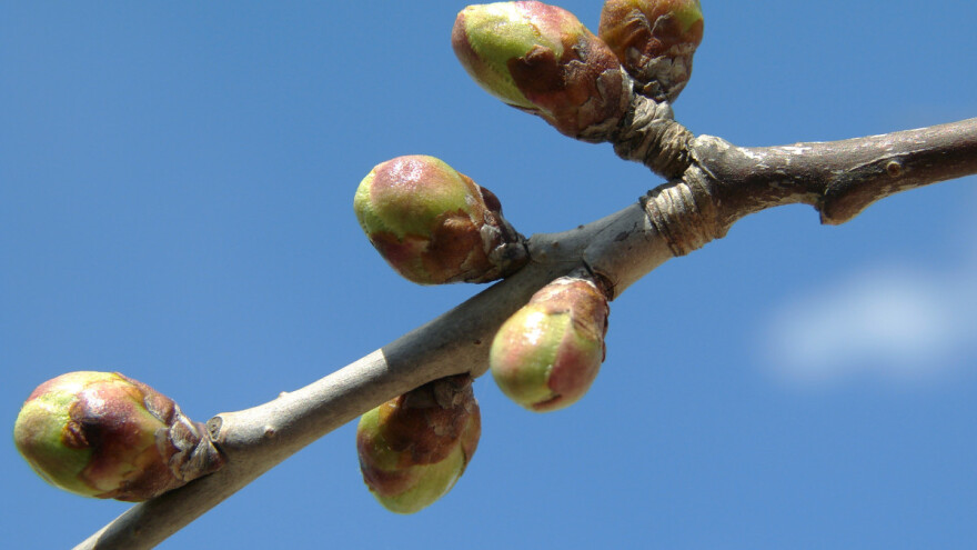 Počelo bubrenje pupoljaka višnje, trešnje i šljive - vrijeme za zaštitu